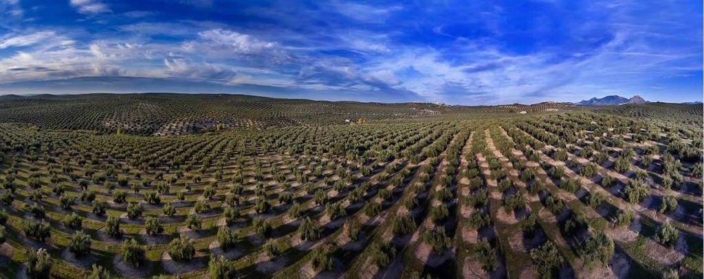 Imagenes del olivar
