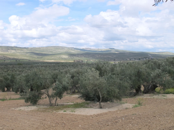 POA-8 HACIENDA DE LA LAGUNA: EL OLIVAR MODERNIZADO 2