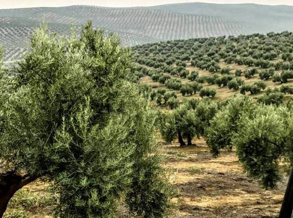 1 CAMPIÑAS DE JAÉN MAR DE OLIVOS CAMPIÑÉS