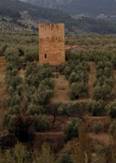 Cultivo de olivar Torres-cortijo