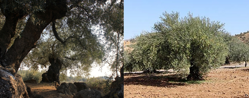 PERIANA Y ÁLORA