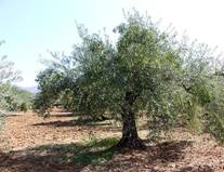 Olivar de Los Moleros o de Rigores (Álora)